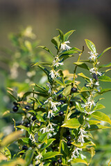 Close up of flowers on a sweet box (sarcococca confusa) shrub