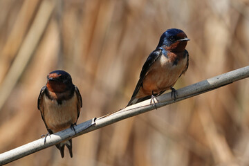 The barn swallow (Hirundo rustica) is the most widespread species of swallow in the world. © Mariusz