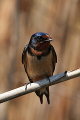 The barn swallow (Hirundo rustica) is the most widespread species of swallow in the world. © Mariusz