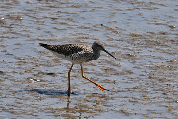 The greater yellowlegs (Tringa melanoleuca) is a large shorebird in the family Scolopacidae