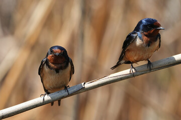 The barn swallow (Hirundo rustica) is the most widespread species of swallow in the world.