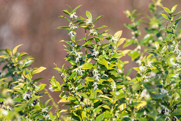 Close up of flowers on a sweet box (sarcococca confusa) shrub