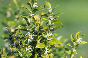 Close up of flowers on a sweet box (sarcococca confusa) shrub