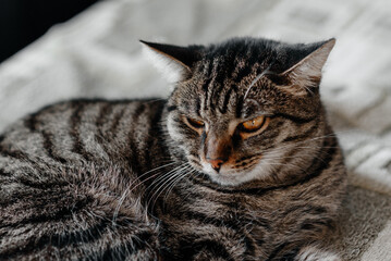 tabby cat lies on bed