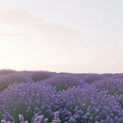 Naklejka premium Lavender field at sunrise