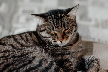 tabby cat lies on bed