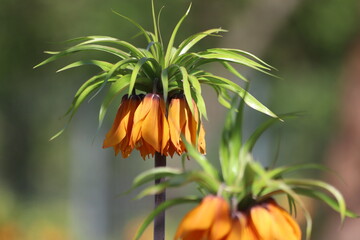 Blooming crown imperial in spring garden. Fritillaria imperialis.