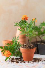 Marigold Bedding Plants on Terrazzo Tile Planting Bench