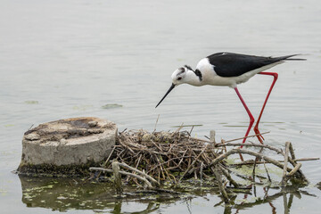 Il cavaliere di Italia, Himantopus himantopus, nidificante.