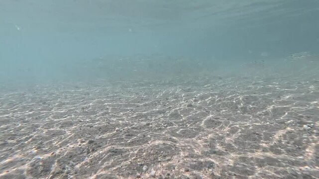 fish in the transparent sea 4k video swim without fear of anything,hot sunny weather ,fish swim in the transparent sea over sand and coral reefs ,colorful fish