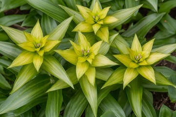 Stunning Star-Shaped Yellow Flowers in Lush Green Foliage