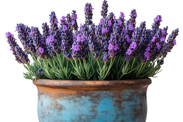 Fototapeta premium Lavender flowers in a rustic pot purple blooms herb botanical home decor garden