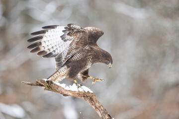 Common buzzard (Buteo buteo). Raptor leaps from snowy perch in dense forest. Strong wing movement...