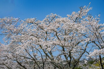 並石ダムコットン村の桜