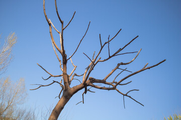 A tall, leafless tree in spring stands against the blue sky, a close-up of its branches and trunk