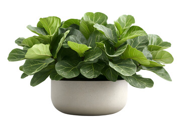 Lush Green Plant in Modern Pot Home Decor Interior Design