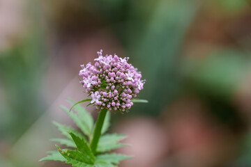 Close-up of purple Patrinia (Valerianaceae) flowers blooming in spring