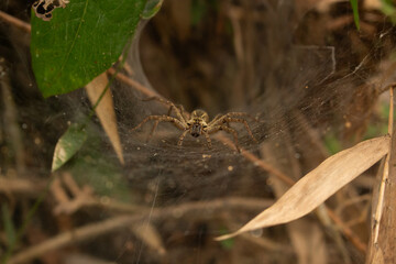Close-up of Funnel-Web Spider Inside Its Silk Tunnel