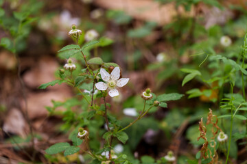 Close-up of white Thorned raspberry (Rubus trifidus) flowers blooming in spring