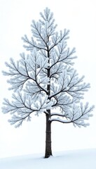 Obraz premium Snowy tree branches against a white background with delicate frost formation, snow, trees, frozen