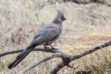 A single Grey Go-Away-Bird sitting up on a fallen dead branch