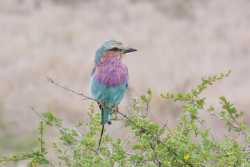 Obraz premium A Lilac-breasted Roller sitting out on the tip of an acacia twig