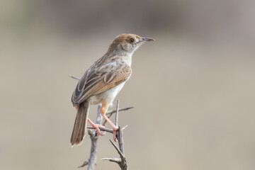 Obraz premium A close up of a Rattling Cisticola perched atop a dead spiky twig