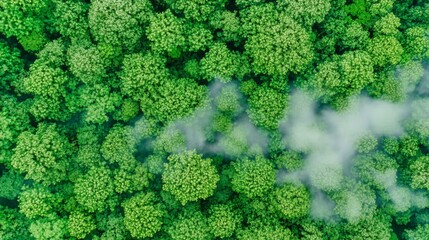 Lush forest canopy seen from above, with wispy clouds
