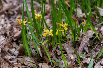 Close-up photo of yellow Iris lactea blooming in spring