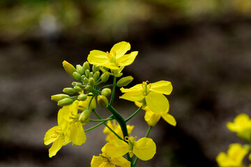 菜の花
