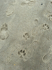 Human and Animal Footprints in Wet Beach Sand