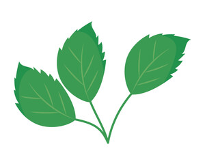 Indian Spices Fresh Mint Leaf Herb Flavor Green Aromatic Ingredient Vector