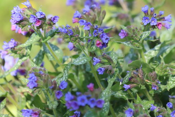 The first spring flowers of the medunica. Pulmonaria officinalis.