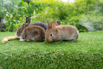 Adorable baby rabbit bunny eating fresh timothy grass sitting on green grass over bokeh nature background. Infant rabbit brown white hare eat fresh grass on lawn on green. Easter bunny animal concept.