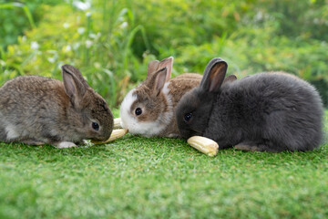 Adorable baby rabbit bunny eating fresh timothy grass sitting on green grass over bokeh nature background. Infant rabbit brown white hare eat fresh grass on lawn on green. Easter bunny animal concept.