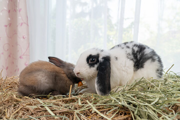 Two lovely furry baby rabbit sitting together on dry straw grass over white background. Family young white black rabbit brown bunny playful together on dry straw. Easter animal pet family concept.