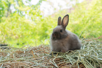 Little baby rabbit bunny playful on dry straw over bokeh spring green background. Healthy cuddle fluffy hair brown rabbit bunny sitting on natural with sunlight summer time. Easter pet animal concept