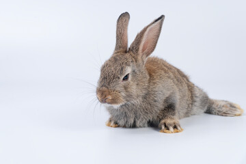 Adorable newborn baby rabbit bunnies brown looking at something sitting over isolated white background. Puppy lovely furry brown bunny ears rabbit playful with copy space. Easter bunny animal concept.