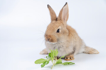 Healthy little rabbit bunny eating fresh holy basil leaves sitting over isolated white background. Lovely brown rabbit baby bunny eating organic leaf vegetables with copy space. Animal symbol easter.