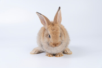 Adorable baby rabbit bunnies brown looking at something sitting over isolated white background. Puppy lovely furry infant brown bunny ears rabbit playful with copy space. Easter bunny animal concept.
