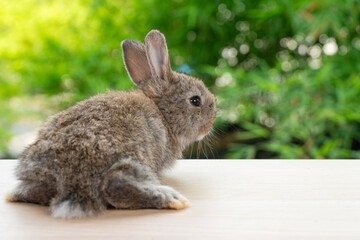 Healthy behind rabbit bunny sitting on wooden sunlight peaceful resting on green bokeh nature background. Lovely cute brown bunny furry rabbit sitting playful on table wood spring summer.Easter mammal