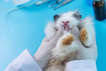 Professional veterinary woman wear gloves injecting teeth on mouth bunny white brown rabbit on table blue background at clinic. Veterinarian animal and check up oral health care concept.