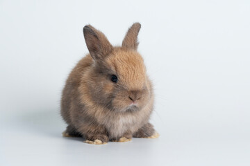Adorable newborn baby rabbit bunnies brown looking at something sitting over isolated white background. Puppy lovely furry brown bunny ears rabbit playful with copy space. Easter bunny animal concept.