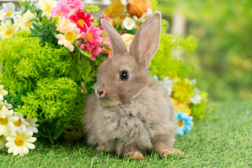 Lovely rabbit ears bunny sitting playful on green grass with flowers over spring time nature background. Little baby rabbit brown bunny curiosity standing playful on meadow summer background. Easter