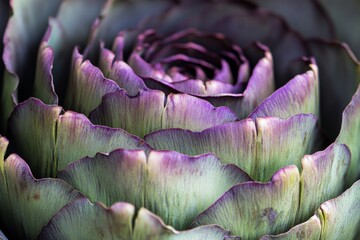 Obraz premium Close-up of purple artichoke petals in natural light