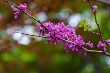 Close-up photo of purple Chinese redbud (Cercis chinensis) flowers blooming in spring