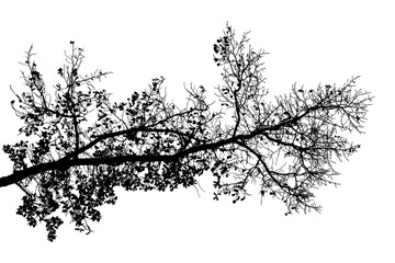 Black and white illustration of natural large old oak tree branch with leaves on white background