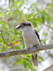 Laughing Kookaburra (Dacelo novaeguineae) perched on the branch of a gum tree.  Facing left from camera.
 