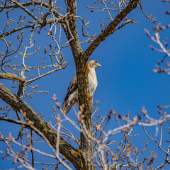 Red-tailed Hawks