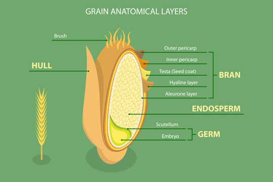 3D Isometric Flat Vector Illustration of Grain Anatomy, Bran, Endosperm, Germ, And Hull